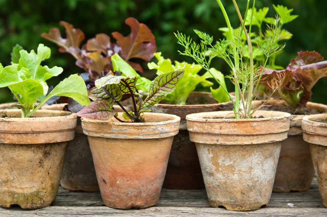 herbs and pots