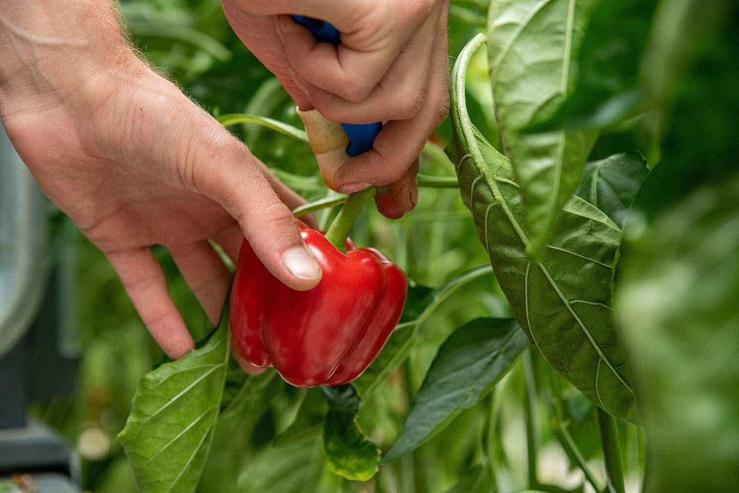 Harvesting capsicum