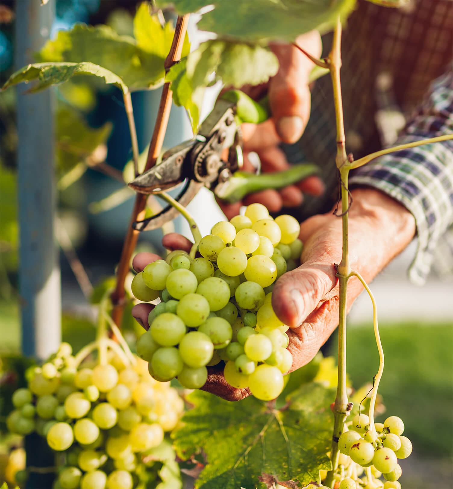 Harvesting grapes