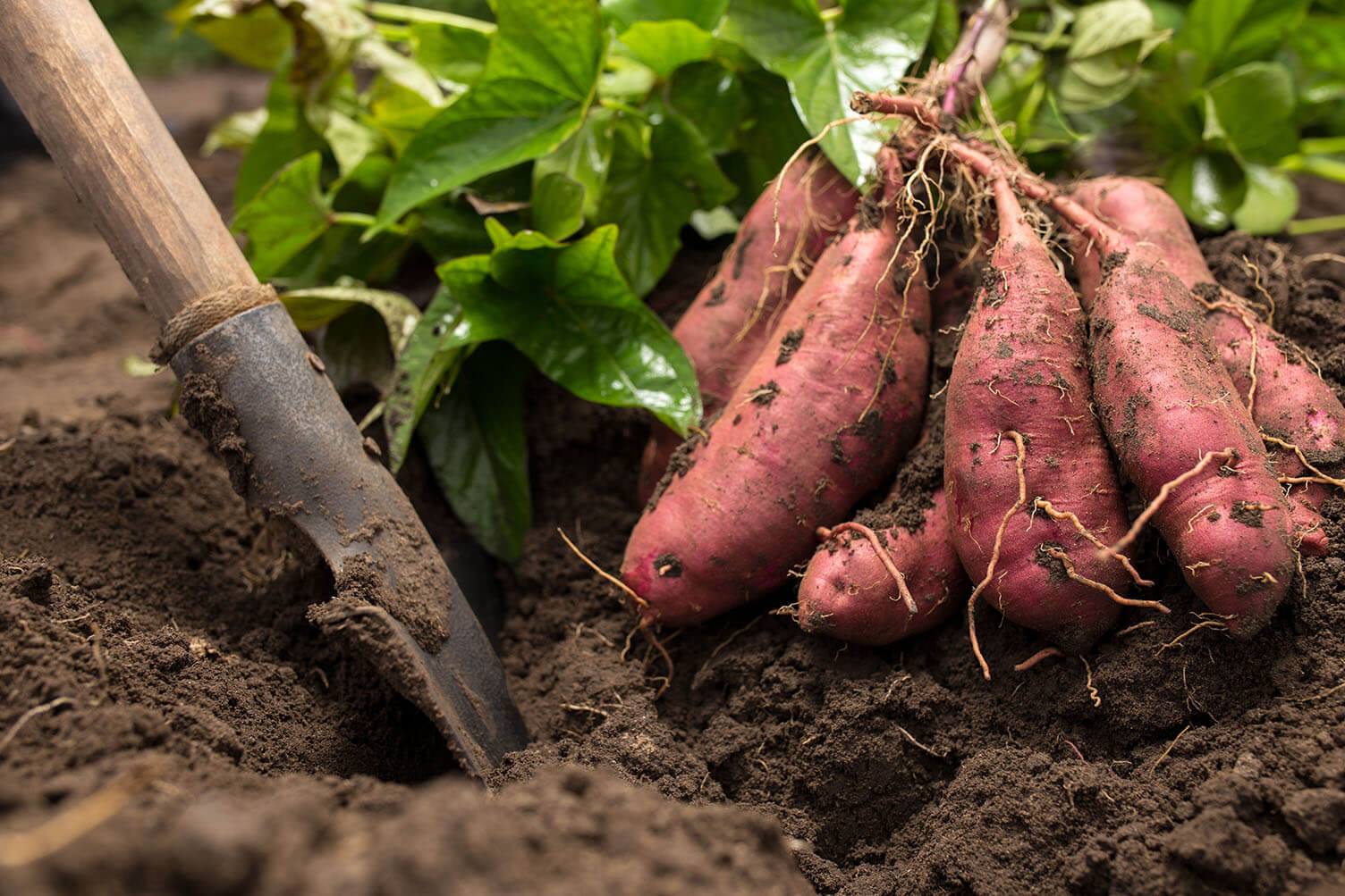 Harvesting sweet potato