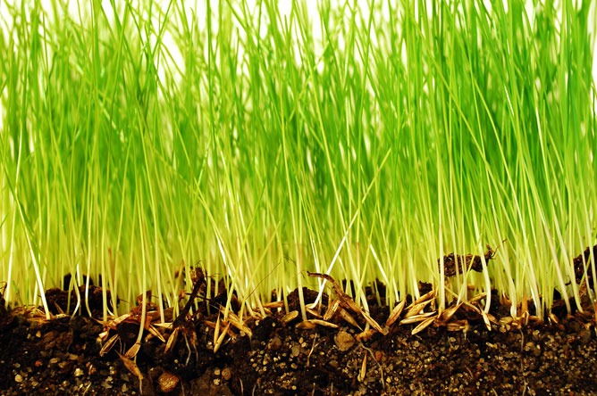 healthier-grass-stronger-roots