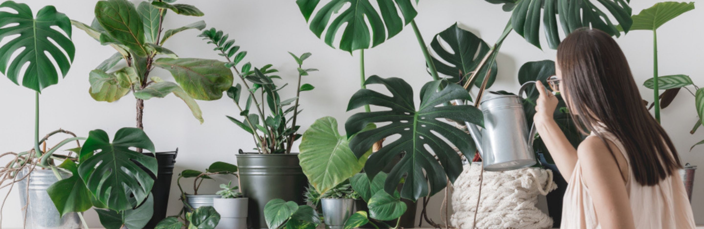 Why To Put Your Indoor Plants In The Rain