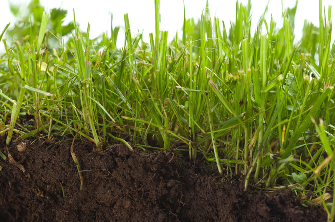 lawn-fertiliser-types-natural-organic