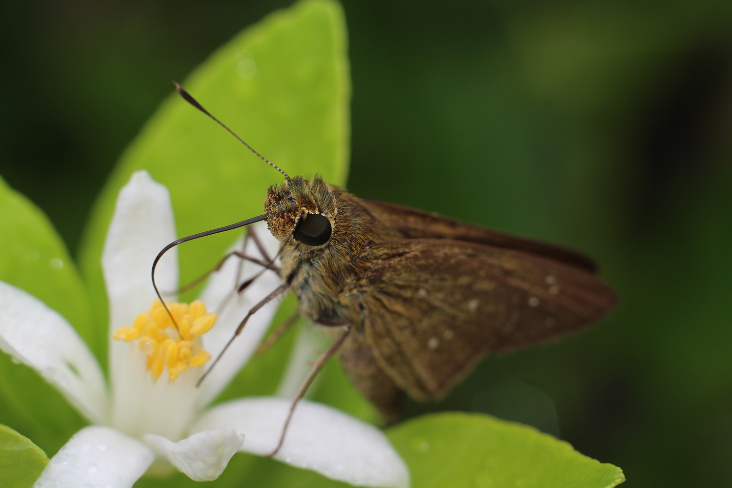 Why We Need Bees in the Garden Love The Garden