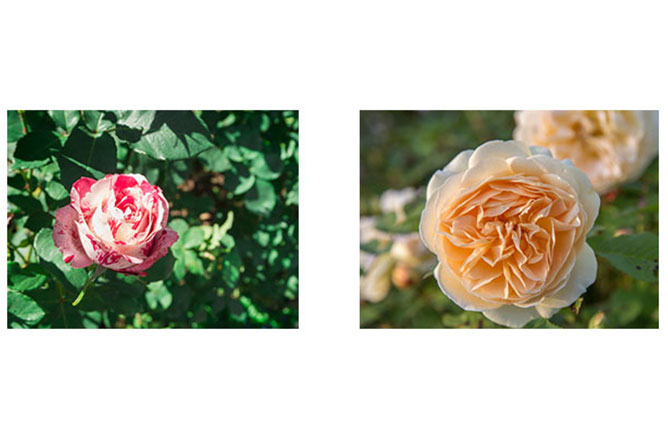 40 Roses Vs 80 Roses All about roses - Scotts Australia