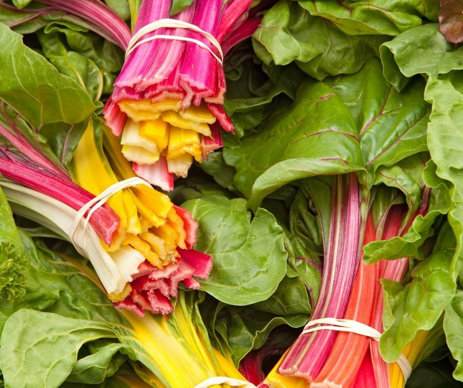 rainbow chard harvest