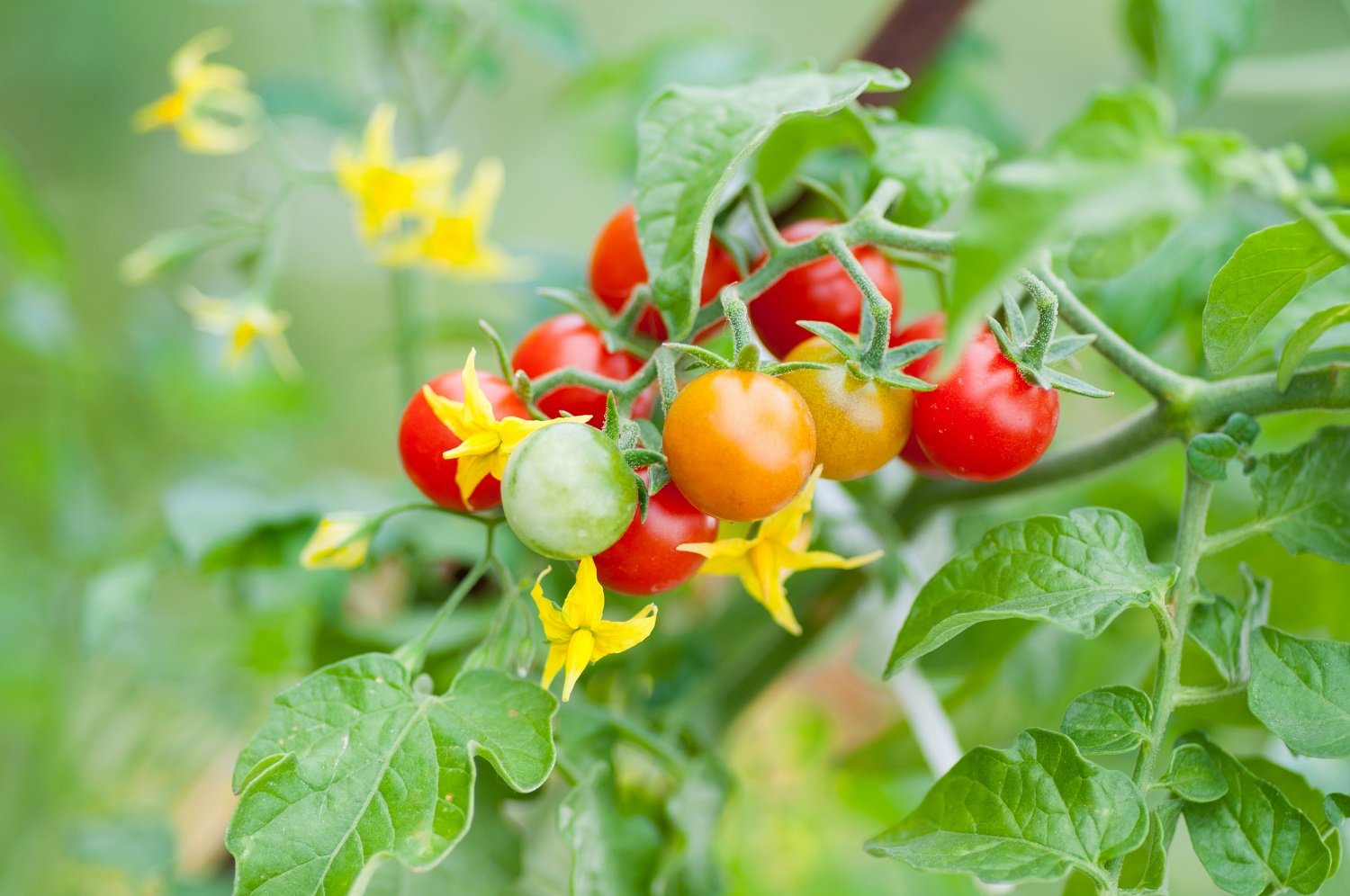 Tomato pollination Tomato pollination