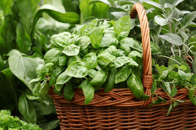 Reasons to Plant Herbs for Beginners