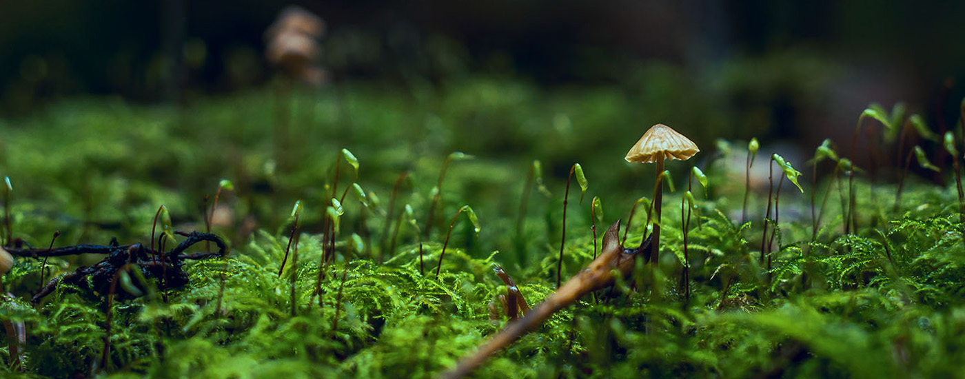 Un mélange approprié d'eau, nutriments, air et matériaux organiques garantit l'équilibre parfait pour votre terreau. Nos conseils et astuces spécialisés vous permettront de créer un environnement sain pour vos plantes. Faites florir votre jardin avec le terreau de Substral!