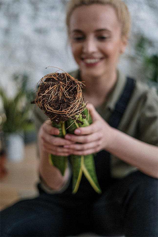 Tirez le meilleur de vos plantes avec Osmocote! Notre engrais révolutionnaire aide vos plantes à rester plus longtemps vertes et luxuriantes afin que vous puissiez profiter de leur beauté sans devoir vous soucier d'un entretien régulier. Essayez-le maintenant et constatez la différence. 