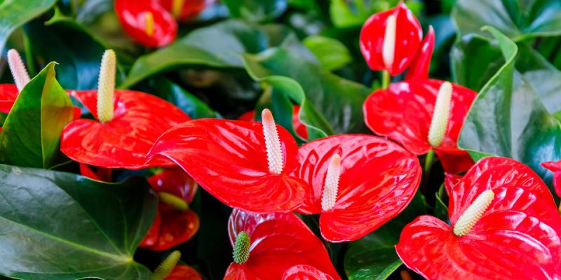 De 10 meest romantische kamerplanten voor Valentijn