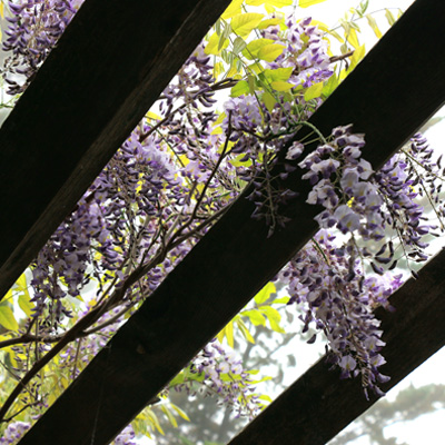 japanese tuinen bloemen door raming