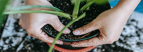 Faites florir votre jardin avec les terreaux de Substral. Riches en nutriments et de qualité supérieure, ils conviennent parfaitement pour la plantation de fleurs et de plantes de toutes variétés et dimensions. Investissez aujourd'hui encore dans votre jardin en lui offrant les terreaux de Substral.