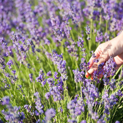 13 plantes pour lutter anti-mouches