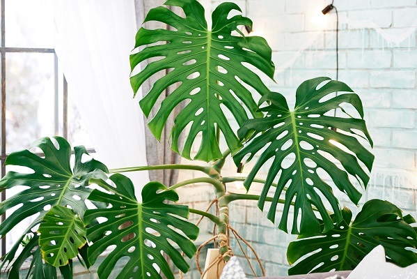 Monstera gatenplanten