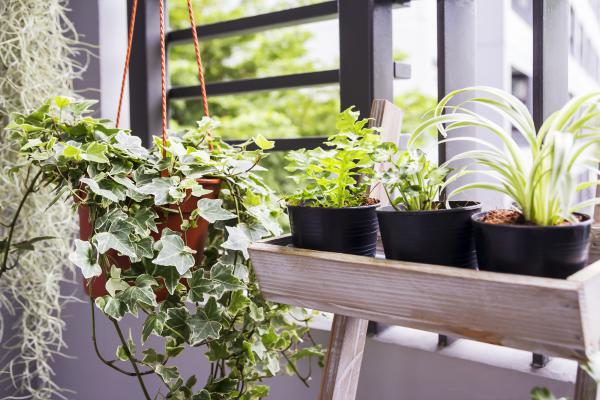 Planten in huis