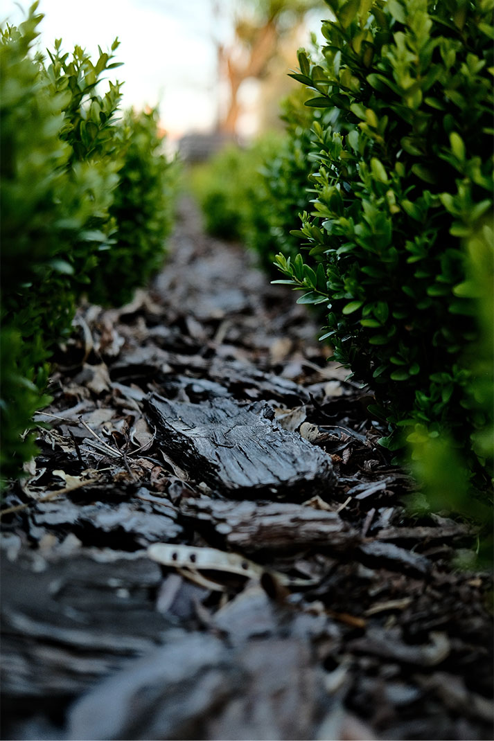 Gardez vos plantes à l'abri et en bonne santé grâce aux écorces d'arbres de Substral. Nos écorces sont récoltées dans des forêts durables et offrent une couche de protection naturelle contre les mauvaises herbes, les nuisibles et les conditions météorologiques extrêmes. Consultez notre sélection d'écorces d'arbres pour offrir à vos plantes les soins dont elles ont besoin.