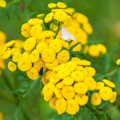 13 plantes pour lutter anti-mouches