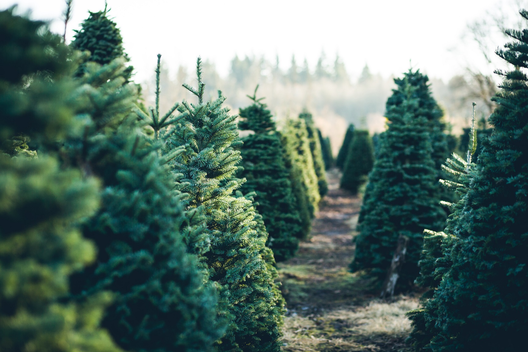 Kerstbomen