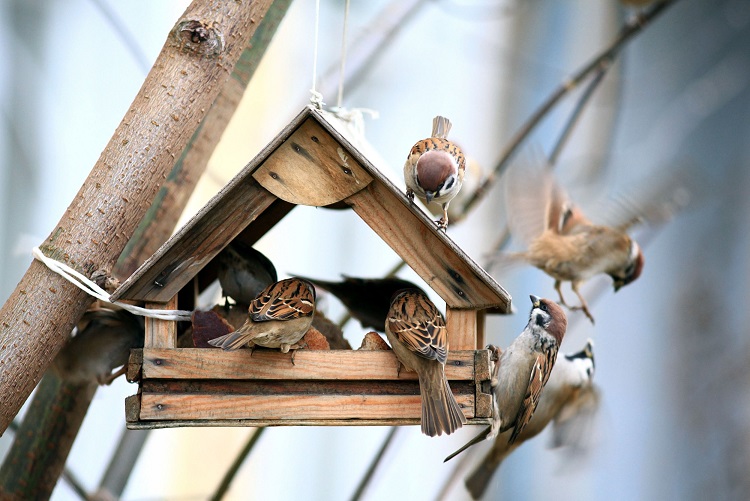 Vogels