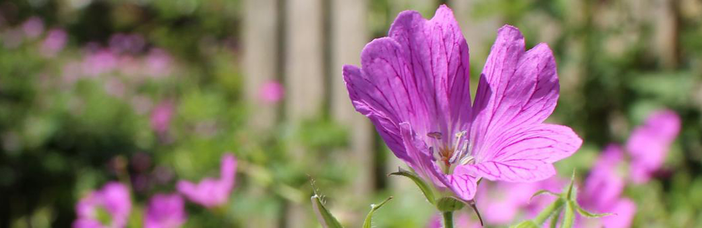 Creëer je eigen biotuin