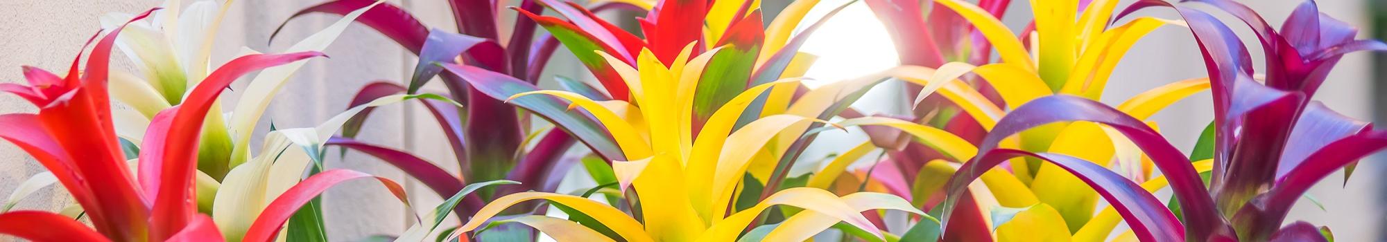 bromelia