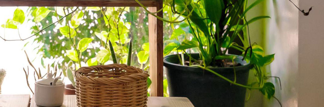 Zieke planten herkennen