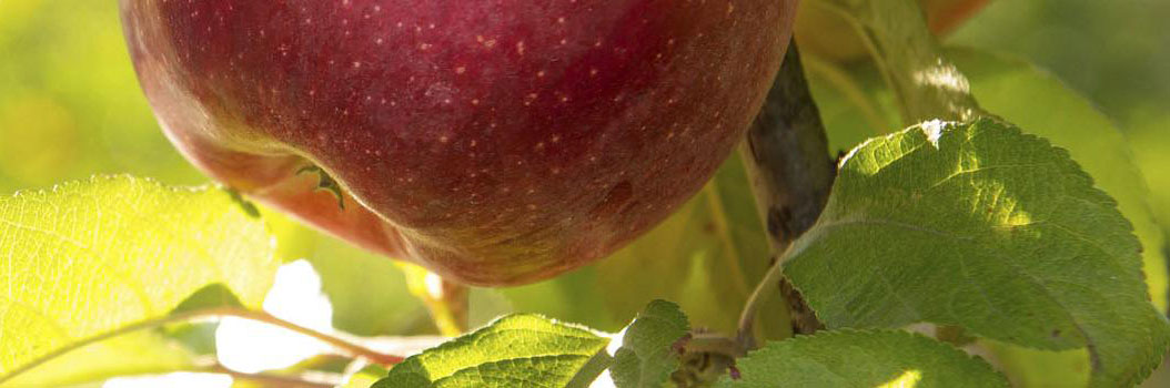 Fruit van eigen bodem