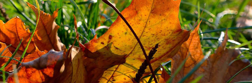 Herfstkuur voor je gazon