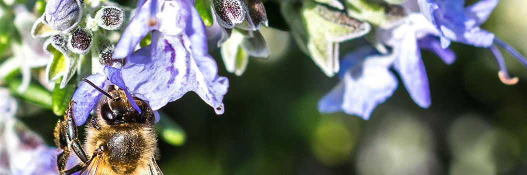 Bloembollen voor blije bijen