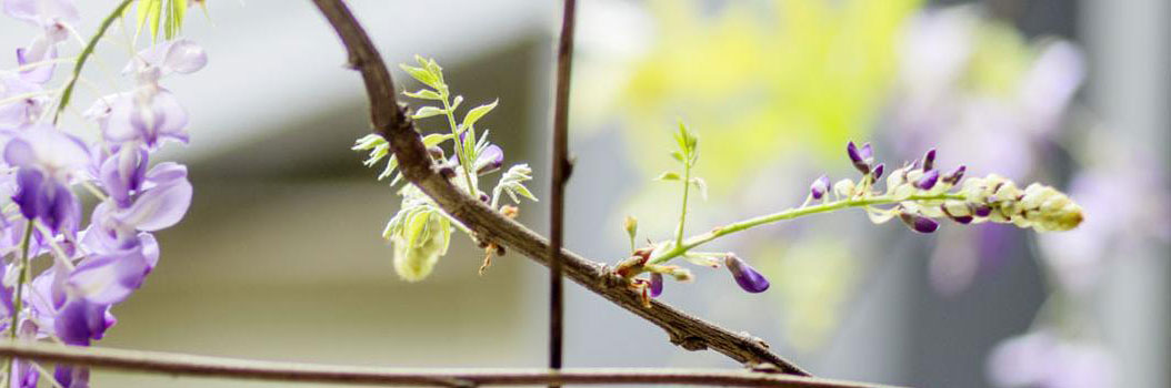 Lang leve de klimmers