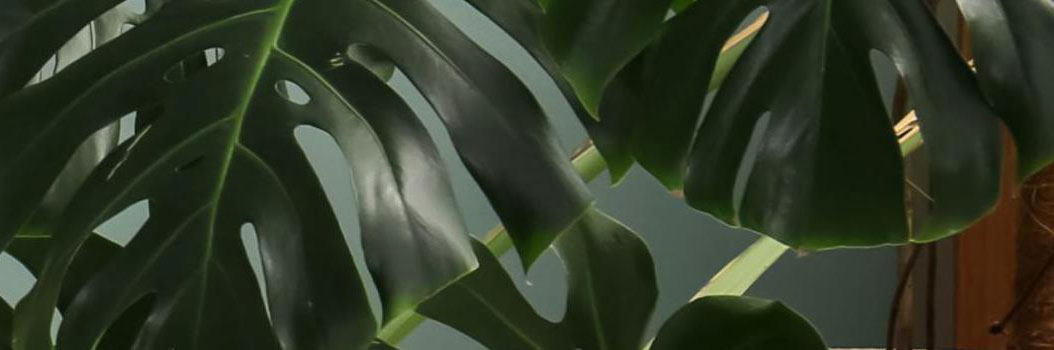 Welke plant voor welke plek?