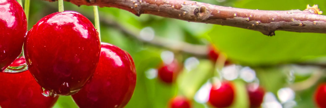 Bescherm je fruitbomen tegen insecten