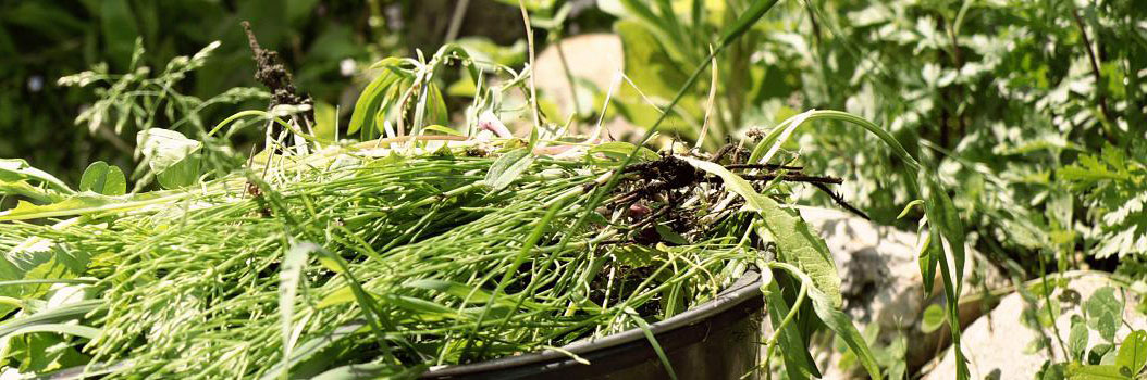 Enlever les mauvaises herbes: nos 10 astuces | Ilovemygarden