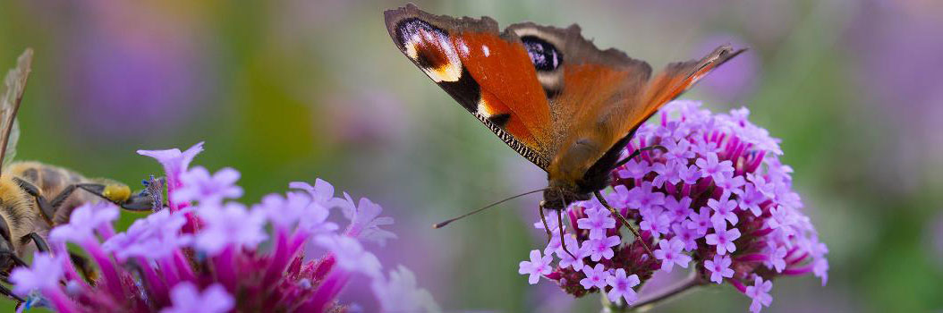 Een tuin vol vlinders