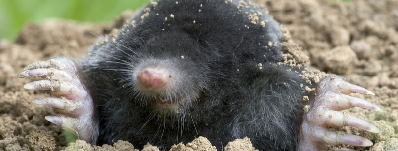 Comment se débarrasser des taupes dans le jardin ?