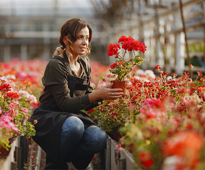 Laat je tuin bloeien met Substral meststof voor bloeiende planten en geraniums. Onze unieke formule stimuleert een sterke wortelontwikkeling en levendige kleuren, zodat uw geraniums er de hele zomer op hun mooist uitzien.