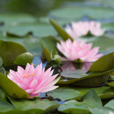 japanese tuin bloem op het water