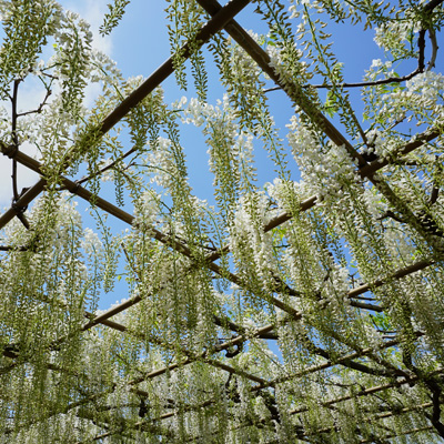 japanese tuin bloemen door raming