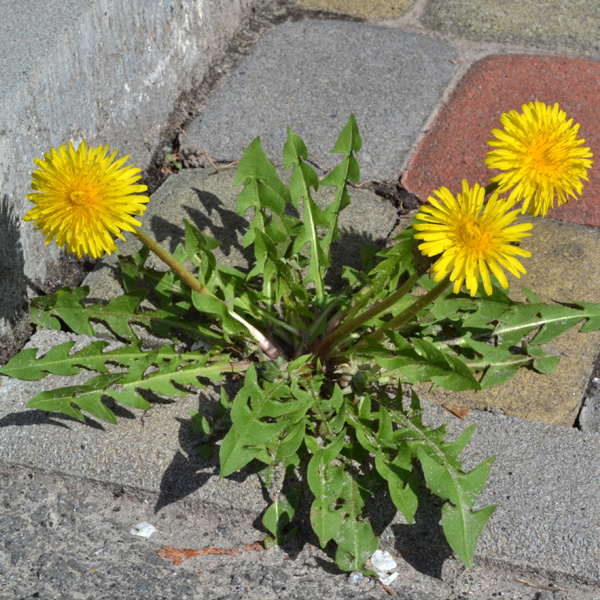 paardenbloem bestrijden oprit