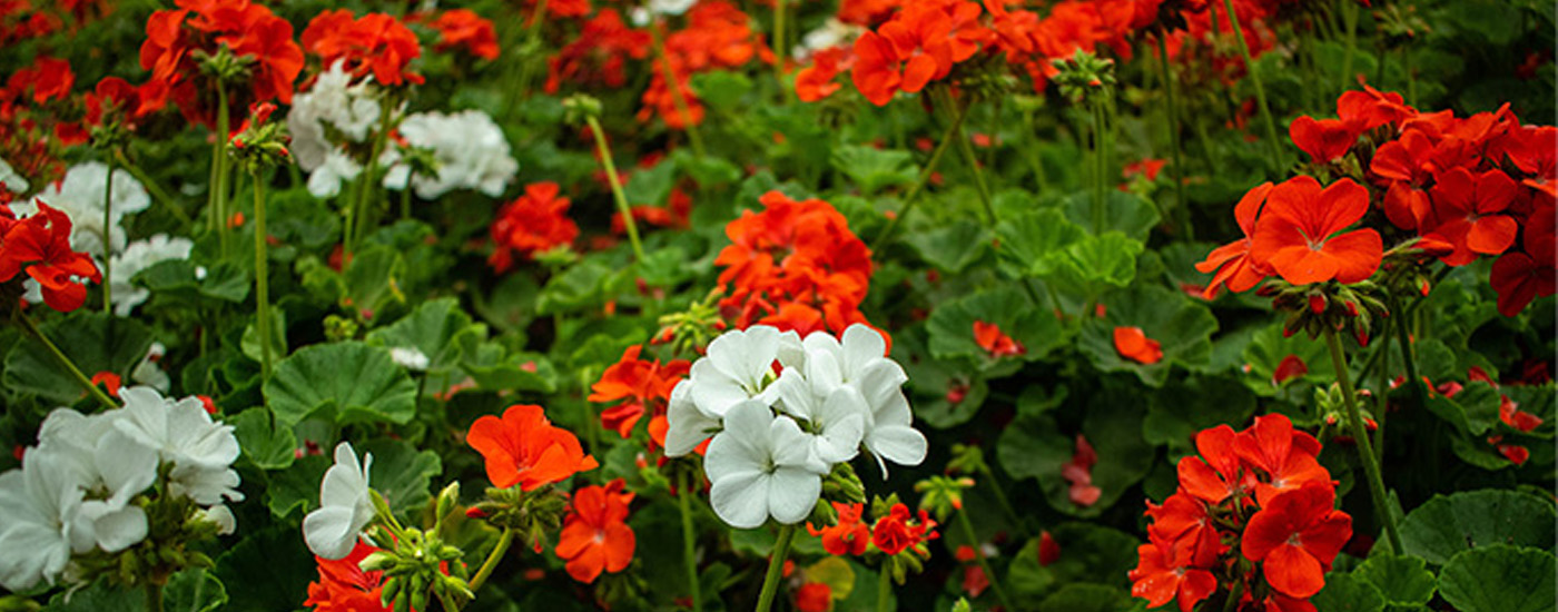 Substral is een toonaangevende leverancier van potgrond voor bloeiende planten en geraniums. Onze unieke mix van natuurlijke ingrediënten zorgt voor optimale voeding en drainage van uw planten, wat een gezonde groei en levendige kleuren bevordert. Krijg de perfecte mix om de groei van jouw planten te garanderen.