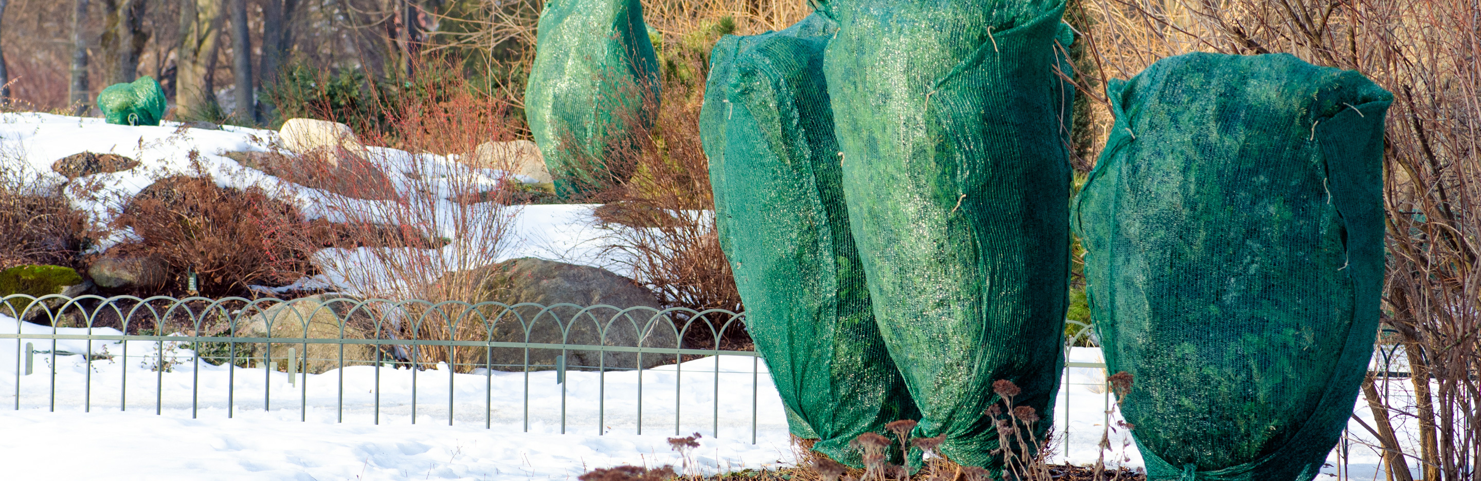 Topf- und Kübelpflanzen überwintern