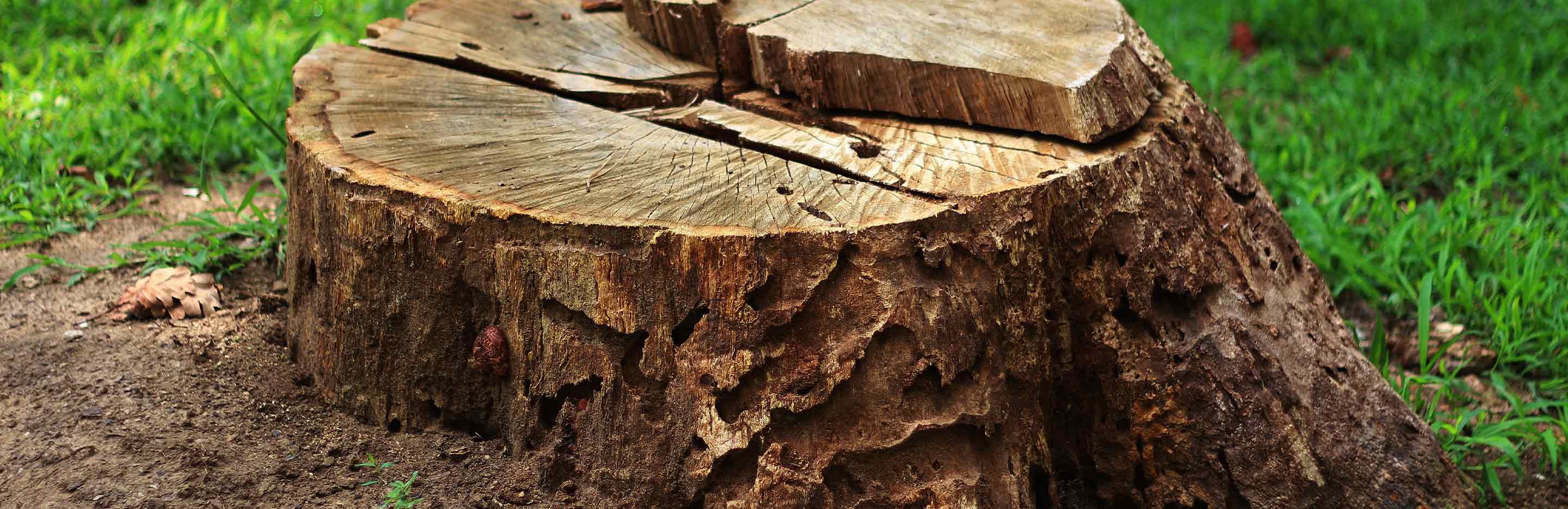 Baumstumpf im Garten