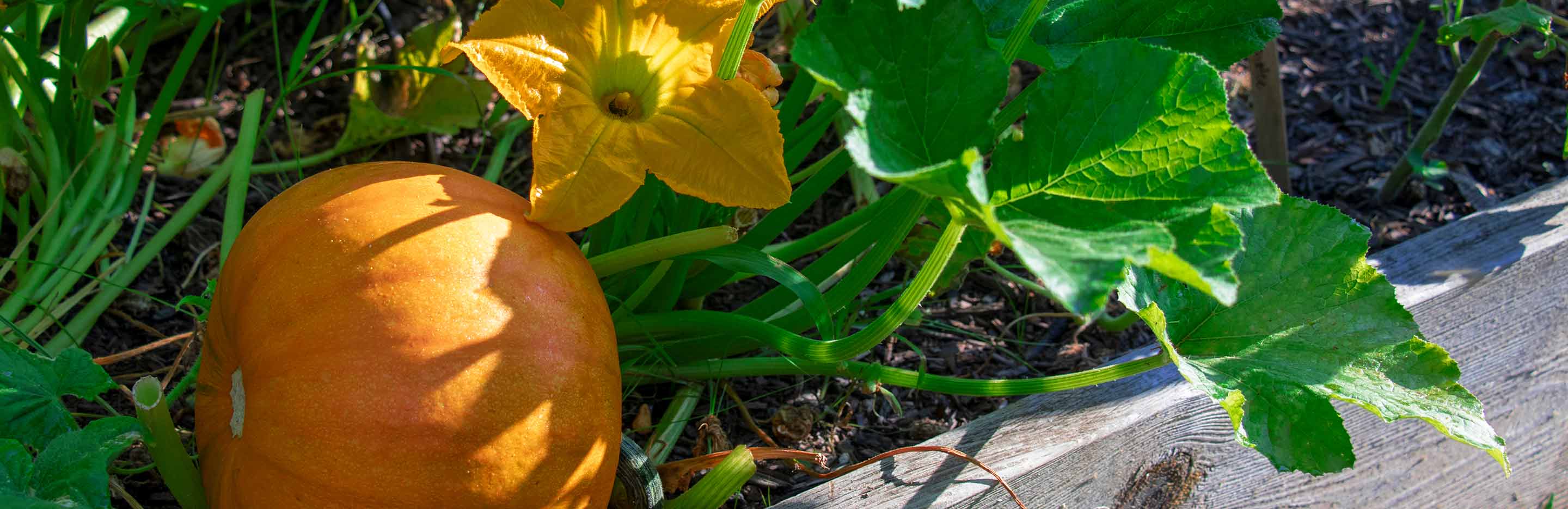Milpa Beet: Kürbis, Bohne, Mais