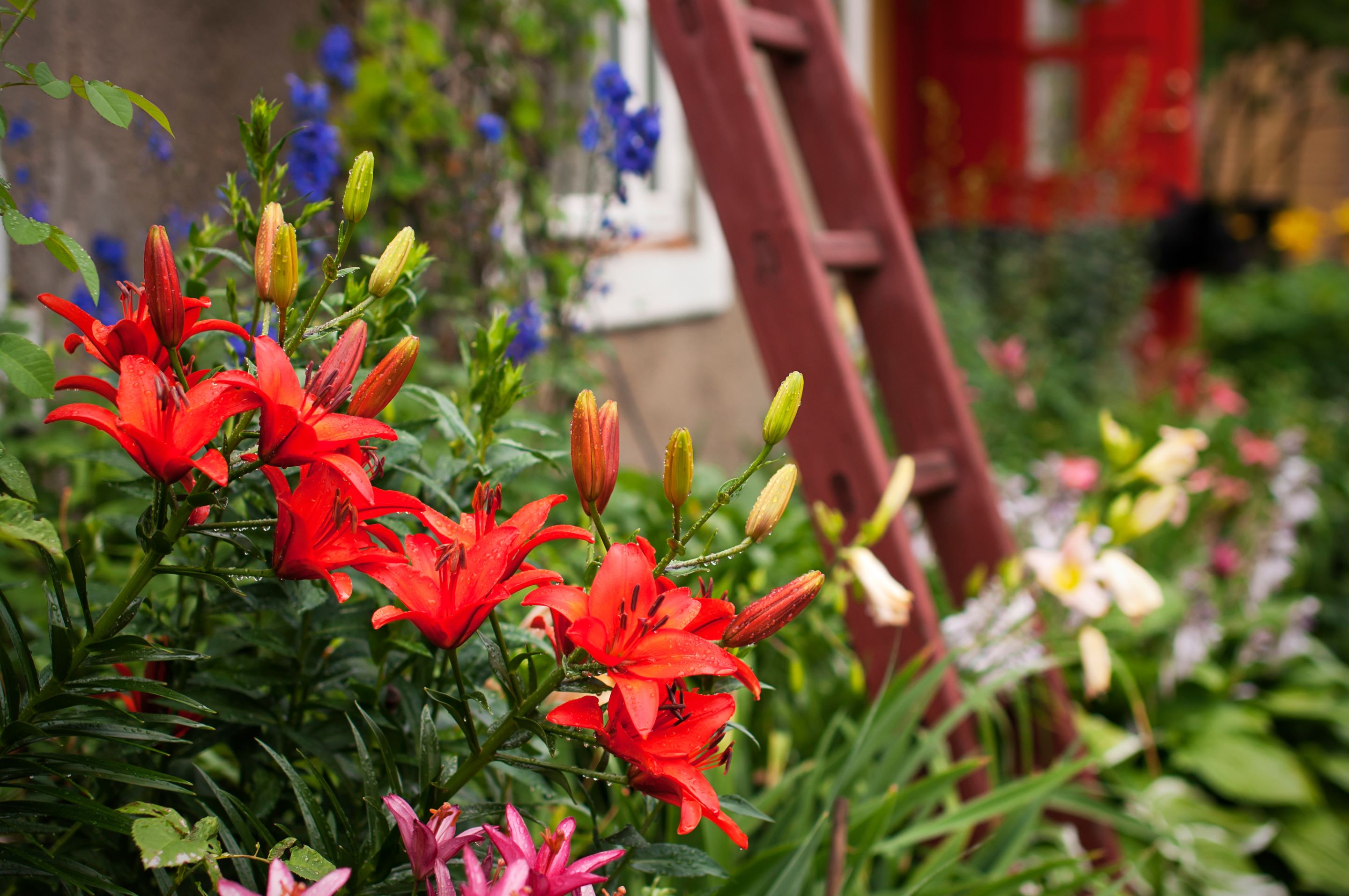 Blühende Gartenblumen