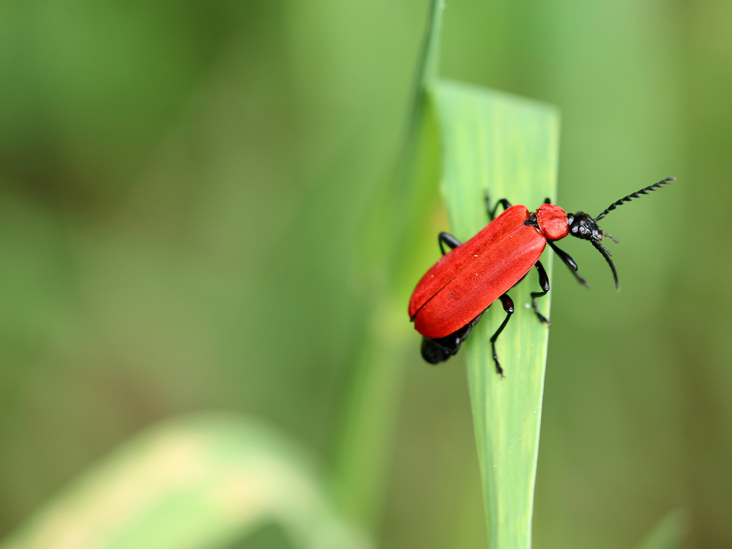 55+ Kleine Rote Käfer Im Garten Auf Tomaten, Ich hab mal eins
