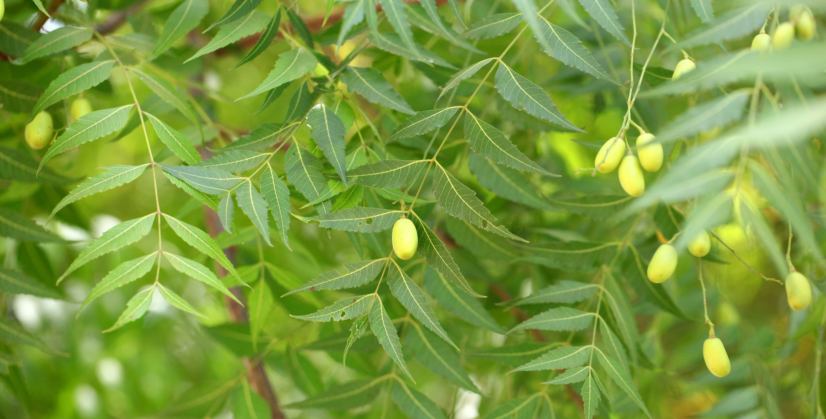 Neem Baum mit Früchten