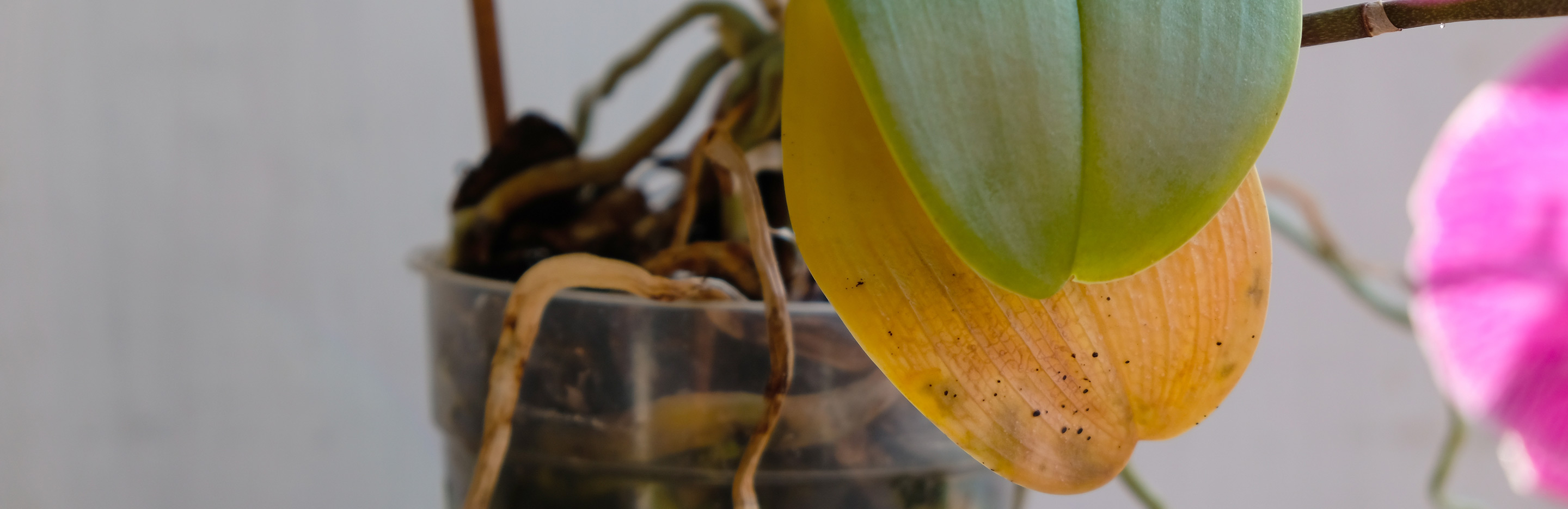 Orchideen Krankheiten