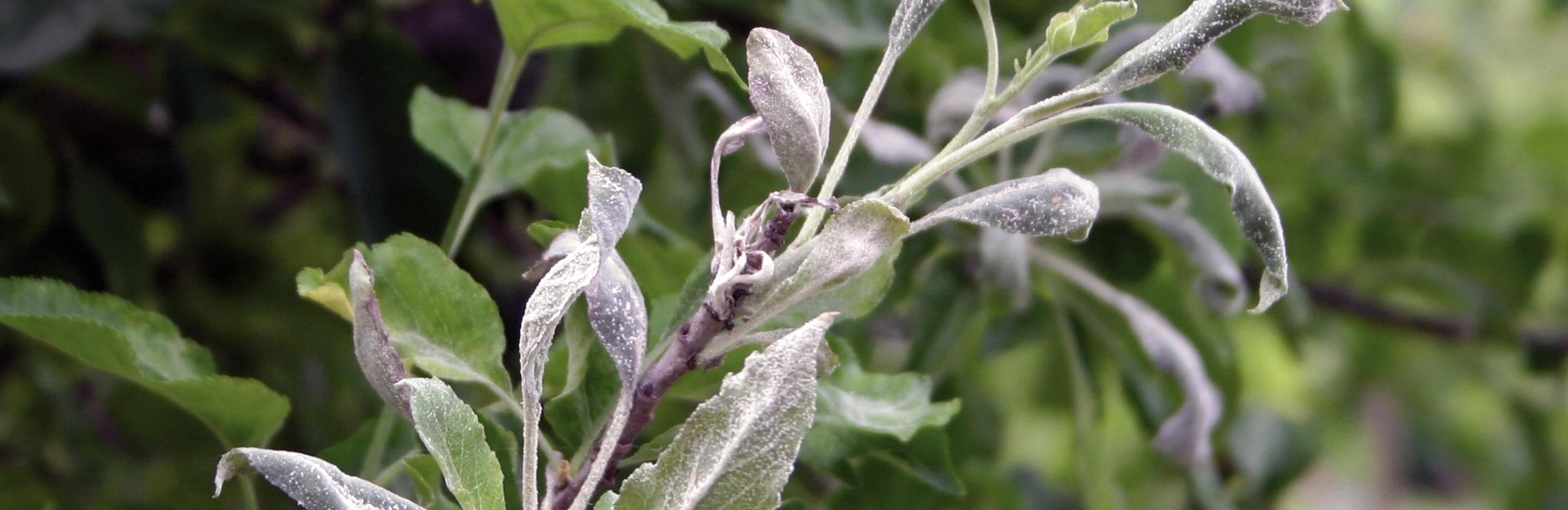 Apfelbäume vor Pilzbefall schützen