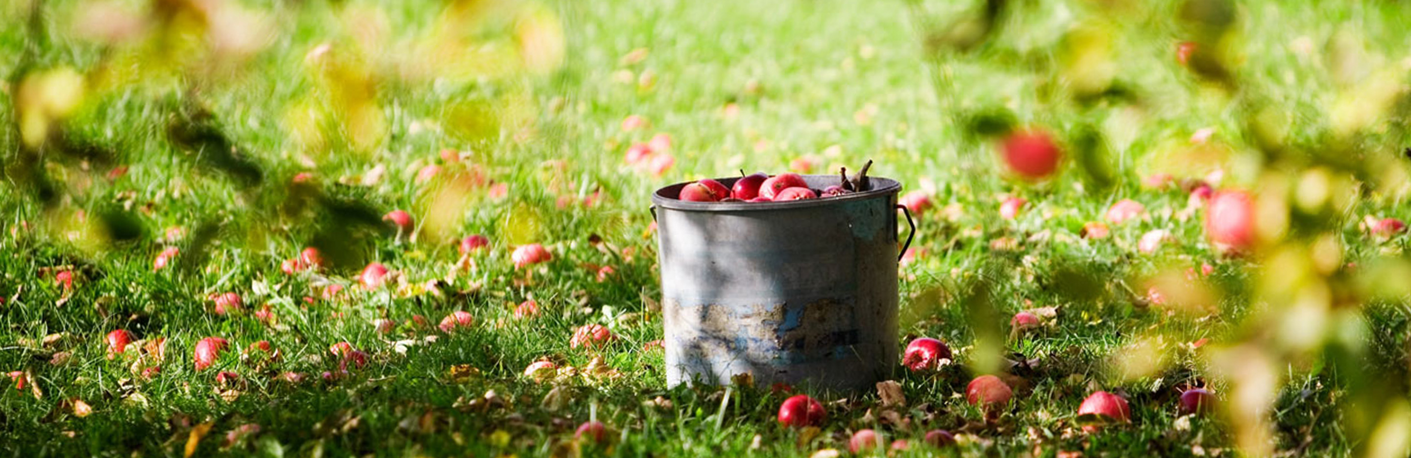 Apfelernte – gewusst wie